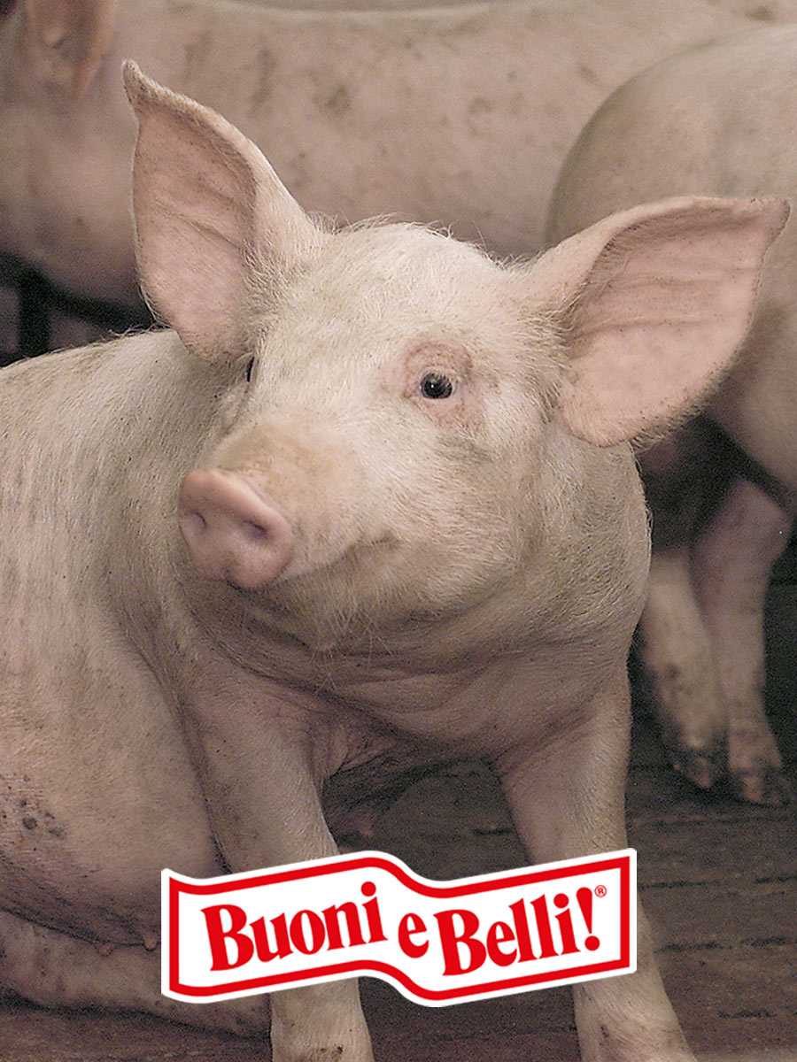 Allevamento professionale, alimenti per suini Buoni e Belli - Mignini